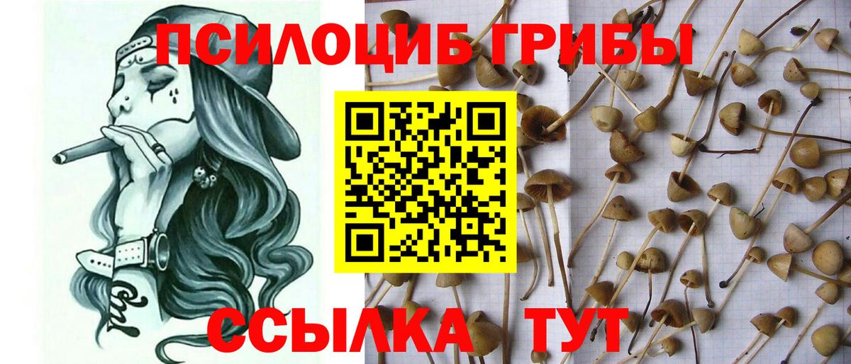 Галлюциногенные грибы прущие грибы  Галлюциногенные грибы Psilocybine cubensis  Алатырь  Вход с VPN 